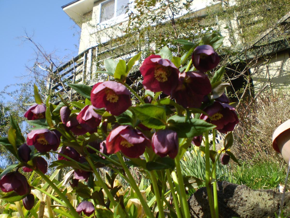 Chiisana Hotel Hanaikada Іто Екстер'єр фото